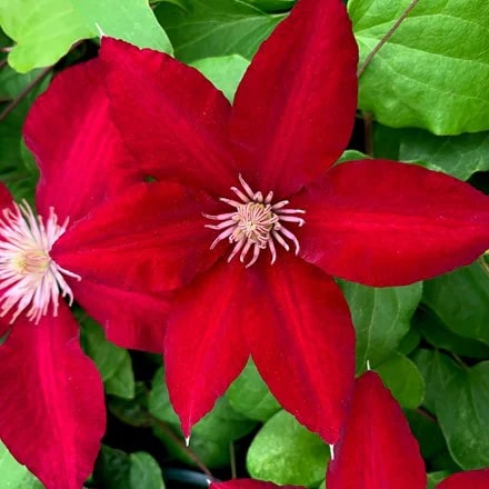 Light Red Clematis Flower Seeds for Planting – Bright Blooms, Heirloom & Non-GMO Home Garden Seeds