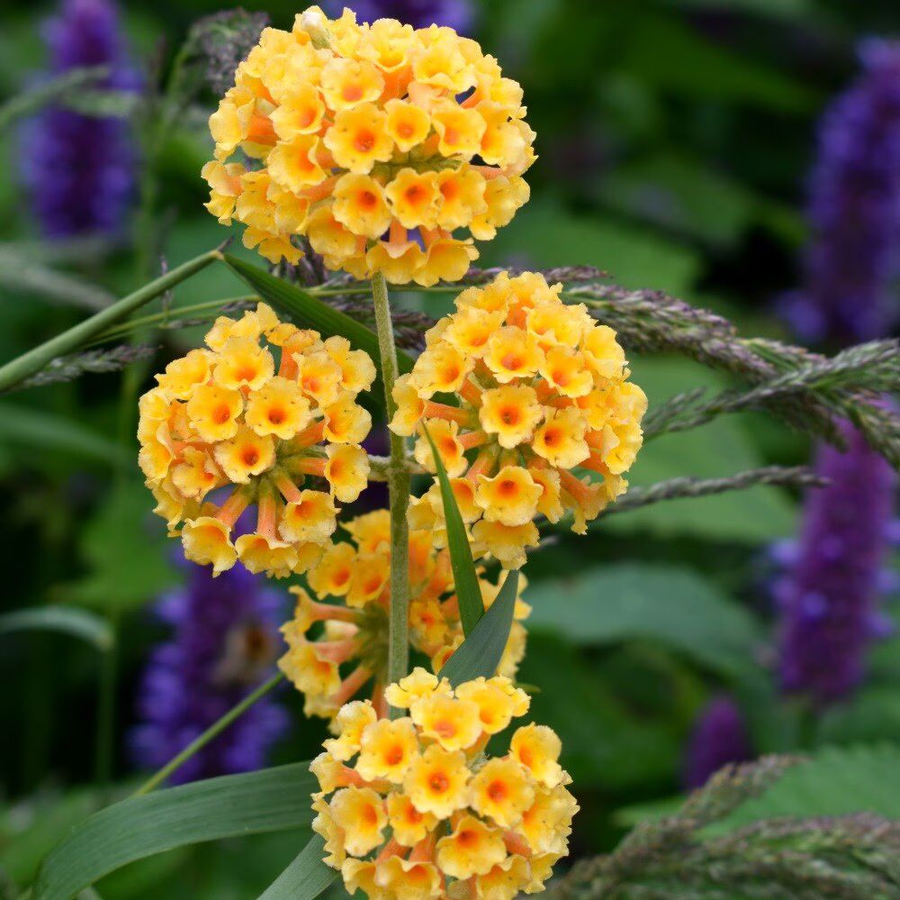 Yellow Red Buddleia Flower Seeds for Planting – Heirloom, Non-GMO, High Germination Garden Seeds