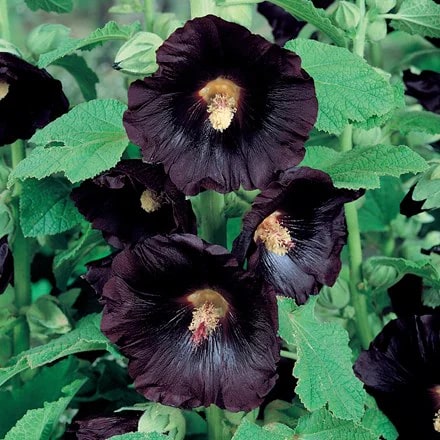 Black Nasturtium Flower Seeds for Planting – Heirloom, Non-GMO, Cut Flower Favorite Organic Garden Seeds