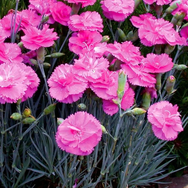 Pink Double-Flowered Dianthus Seeds for Planting - Pollinator Friendly, Heirloom & GMO Free Seeds for Home Garden