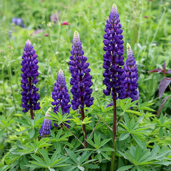 Thick Blue Lupine Flower Seeds for Planting – Seasonal Bloomer, Heirloom, Non-GMO Home Garden