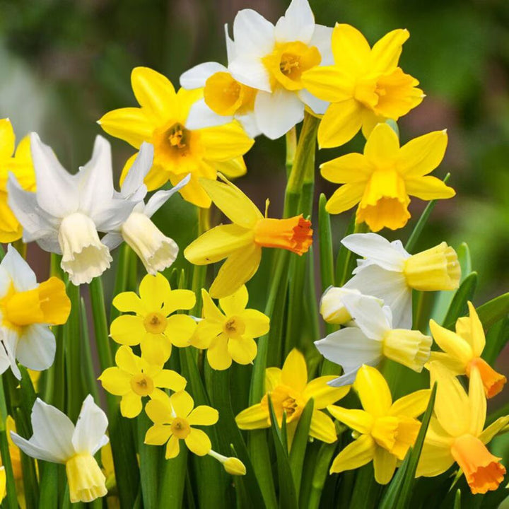 Multi-Color Narcissus Flower Seeds for Planting – Heirloom, Non-GMO Wildflower Mix, High Germination