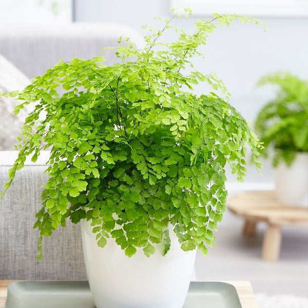 Green Maidenhair Flower Seeds for Planting – Heirloom, Non-GMO, High Germination