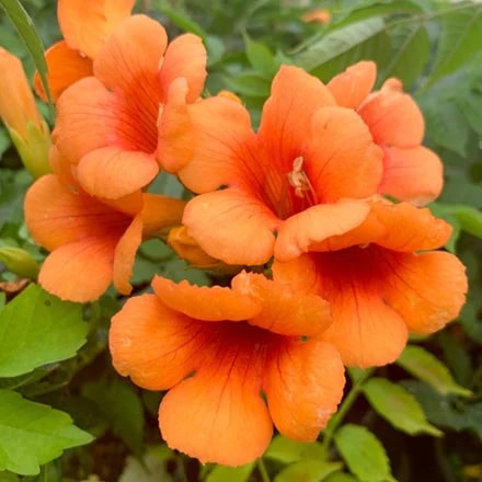 Orange Clematis Flower Seeds for Planting – Low Maintenance Heirloom Non-GMO Seeds for Home Garden
