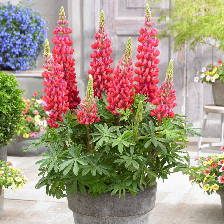 Red Lupin Flower Seeds for Planting – Heirloom Non-GMO, High Germination Organic Garden Seeds