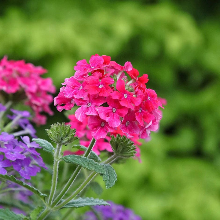 Pink Verbena Flower Seeds for Planting – Premium Heirloom, Non-GMO, High Germination Garden Seeds