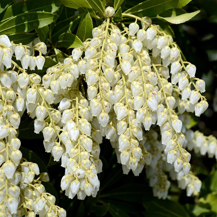 Flower Seeds, Seeds,Seeds For Planting,Plant Seeds