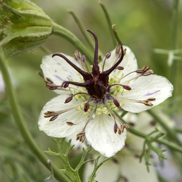 White Nigella African Flower Seeds for Planting – Heirloom Non-GMO, High Germination Organic Garden Seeds