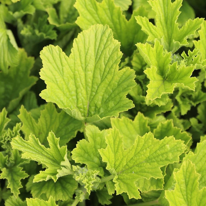 Light Green Geranium Flower Seeds for Planting – Heirloom, Non-GMO, High Germination Organic Garden Seeds