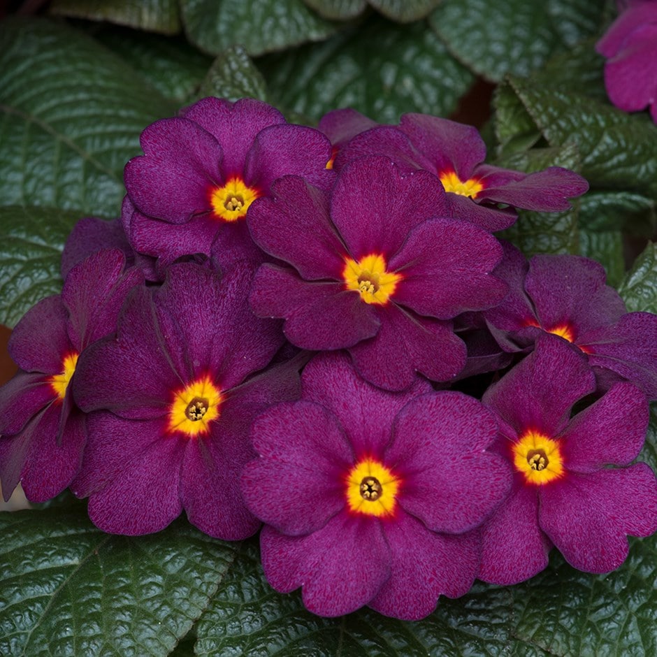 Primula Flower Seeds for Planting, Violet – Heirloom, Non-GMO, High Germination Organic Garden Seeds