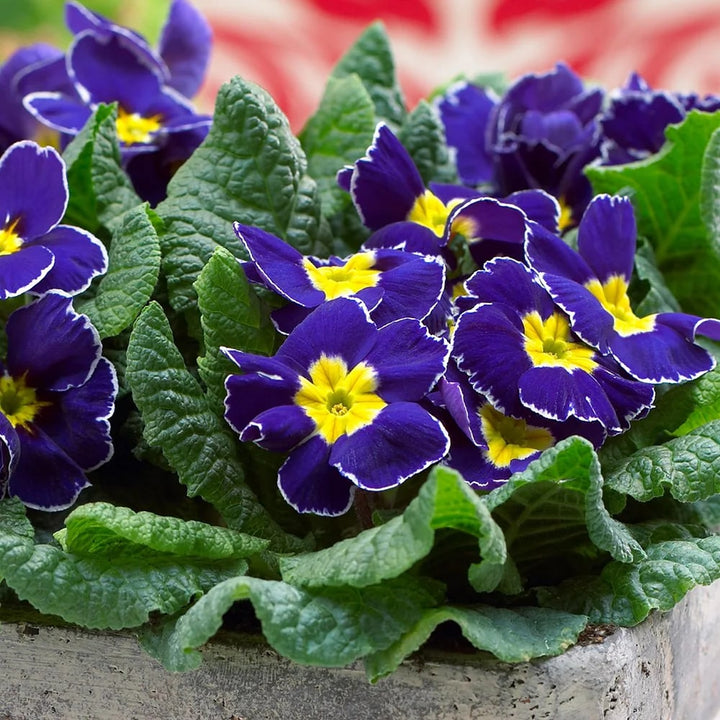 Purple Yellow Primula Malacoides Seeds for Planting | Heirloom Non-GMO Organic Garden Seeds