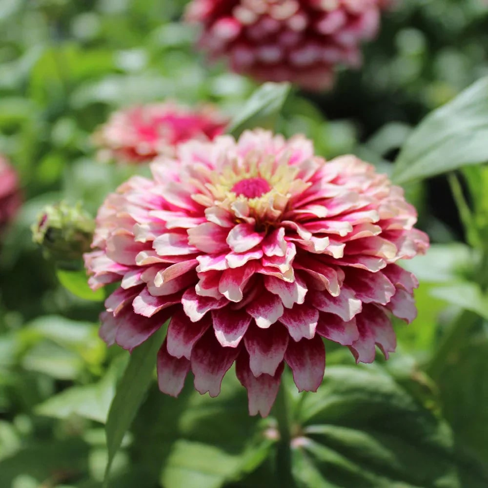 Red Cream Zinnia Flower seeds for Planting – Wildflower Mix, Heirloom & GMO Free Seeds for Home Garden
