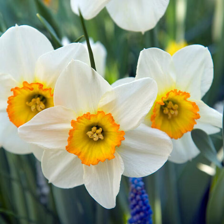 Daffodil Narcissus Flower Seeds for Planting – Wildflower Mix, Heirloom, Non-GMO, High Germination
