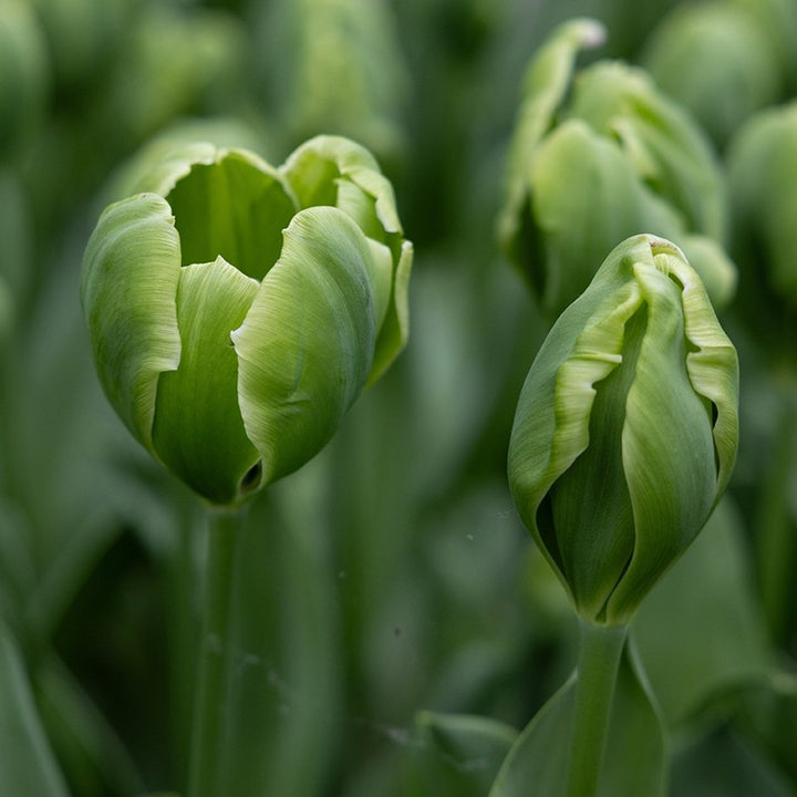 Flower Seeds, Seeds,Seeds For Planting,Plant Seeds