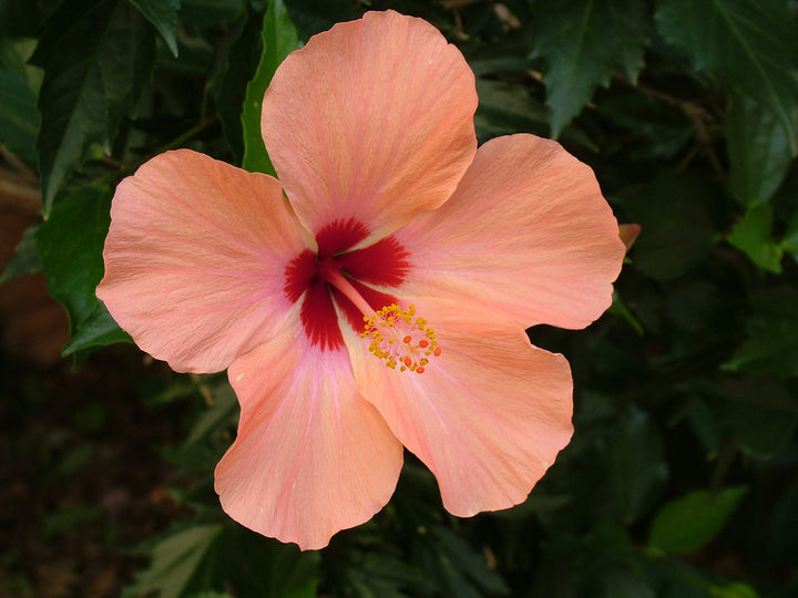 Peach Hibiscus Flower Seeds for Planting – Wildflower Mix, Heirloom, Non-GMO, High Germination