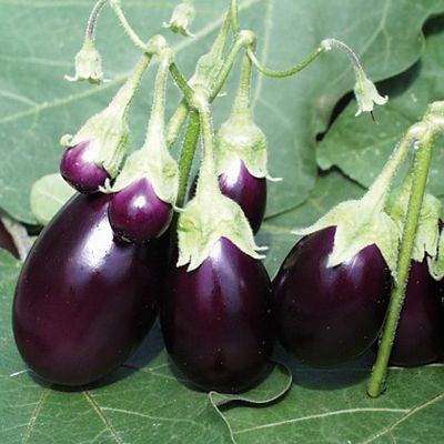 Ophelia Eggplant Seeds for Planting – Heirloom, Non-GMO, Compact Miniature Vegetable – High Germination