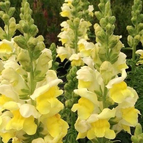 Lemon Sherbet Snapdragon Flower Seeds for Planting – Heirloom, Non-GMO, High Germination