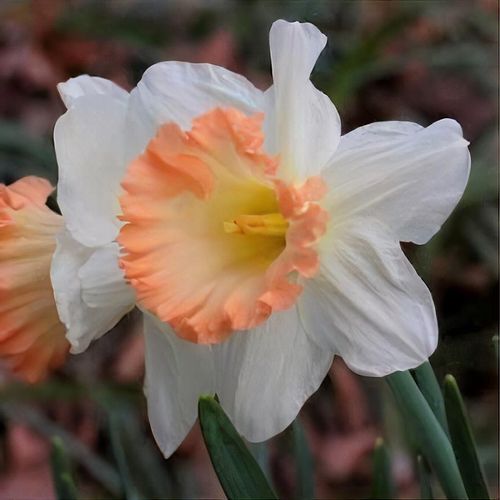 Peach Daffodil Flower Seeds for Planting – Pollinator Friendly, Heirloom & Non-GMO Organic Garden Seeds