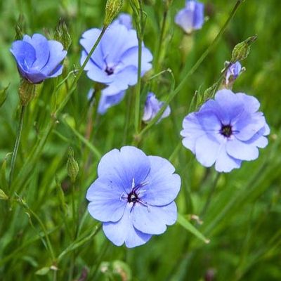 Blue Oculata Flower Seeds for Planting – Heirloom Non-GMO, High Germination Organic Garden Seeds