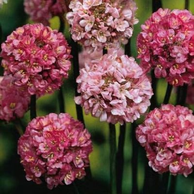 Mixed Joystick Flower Seeds for Planting – Heirloom, Non-GMO, High Germination Organic Garden Seeds