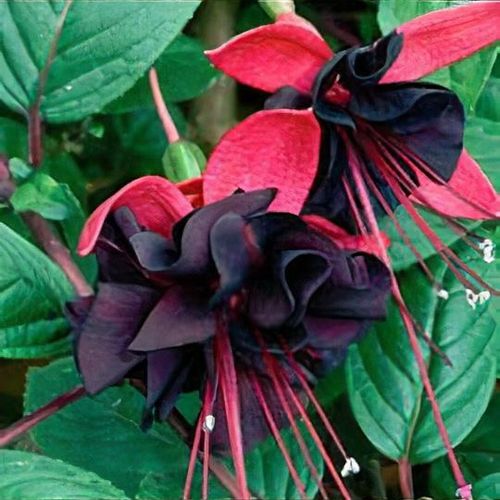 Red Black Fuchsia Flower Seeds – Heirloom, Non-GMO, High Germination Organic Garden Seeds for Planting