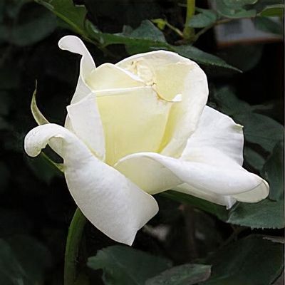 Rarest White Knight Rose Flower Seeds for Planting – Heirloom, Non-GMO, High Germination, Premium Quality