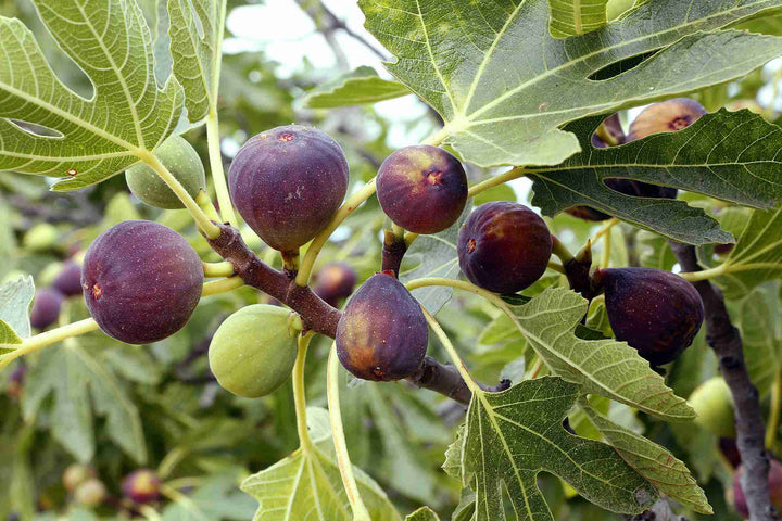 Sweet Fig Fruit Seeds for Planting – Heirloom, Non-GMO Juicy Mediterranean Garden Fruit Seeds