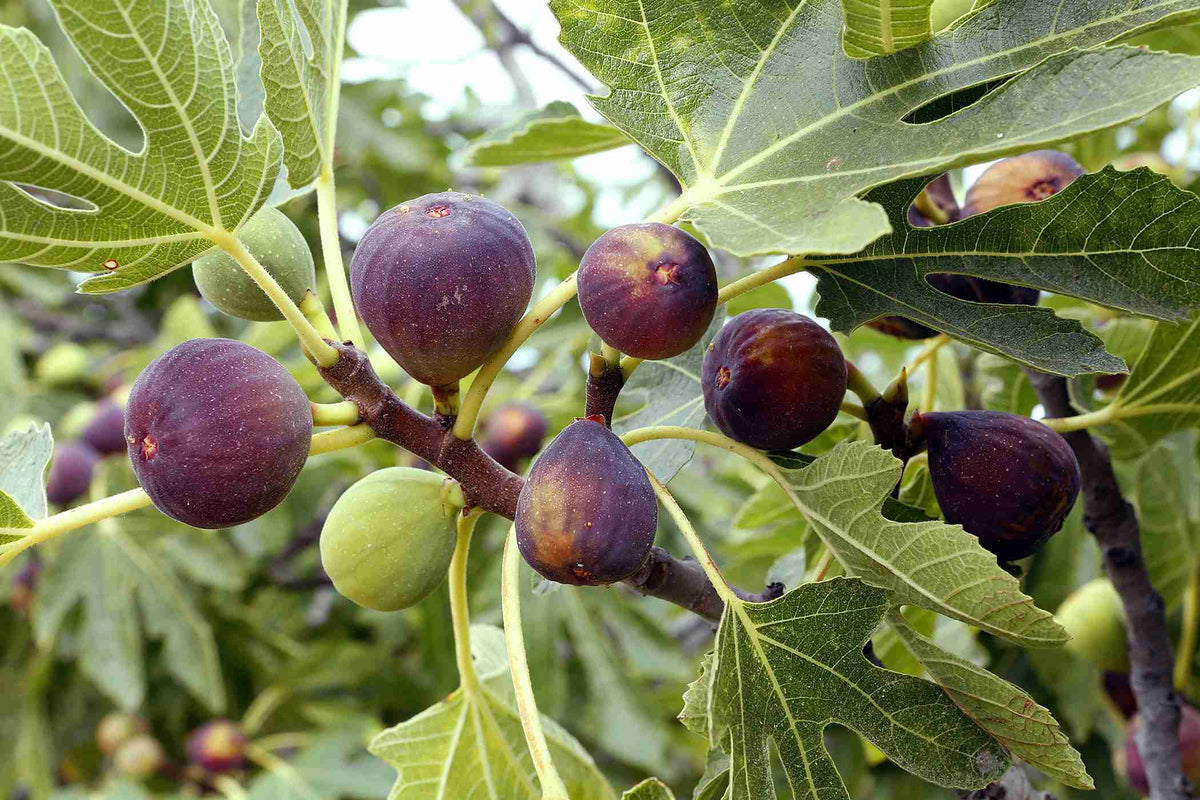 Sweet Fig Fruit Seeds for Planting – Heirloom, Non-GMO Juicy Mediterranean Garden Fruit Seeds