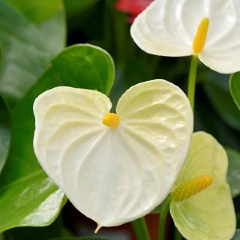 Anthurium Andraeanu White Flower Seeds for Planting – Heirloom, Non-GMO, High Germination Organic Garden Seeds