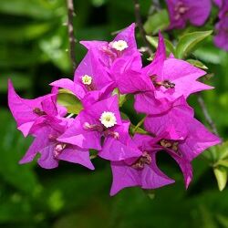 Pink Bougainvillea Flower Seeds for Planting – Bright Blooms, Heirloom, Non-GMO Home Garden