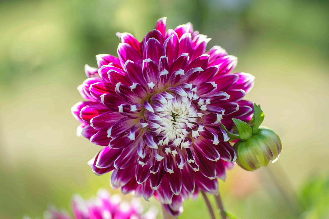 Giant Flower Seeds for Planting – Heirloom, Non-GMO, High Germination Garden Seeds