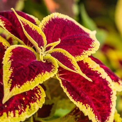 Flower Seeds, Seeds,Seeds For Planting,Plant Seeds