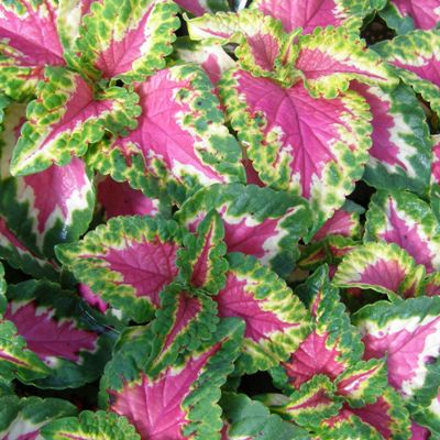 Green Pink Coleus Seeds for Planting – Heirloom, Non-GMO, Bright Foliage, High Germination Variety