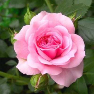 Light Pink Rose Flower Seeds for Planting – Perfect for Borders, Heirloom, Non-GMO, High Germination Organic Garden Seeds