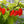 Anaheim Pepper Seeds for Planting – Heirloom, Non-GMO, Organic Garden Seeds, High Germination, Mild Peppers for Stuffing
