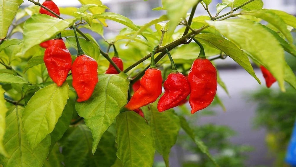 Bhut Jolokia Seeds for Planting – Heirloom Non-GMO Extremely Hot Pepper Seeds with High Germination for Organic Gardens