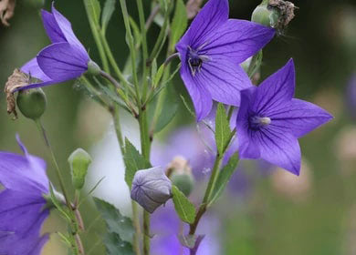 Violet Grandiflorus Flower Seeds for Planting – Heirloom Non-GMO, High Germination Organic Garden Seeds