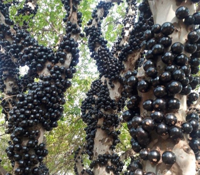 Plinia Jaboticaba Paulista Fruit Seeds for Planting – Heirloom, Non-GMO Seeds for Large Tropical Trees