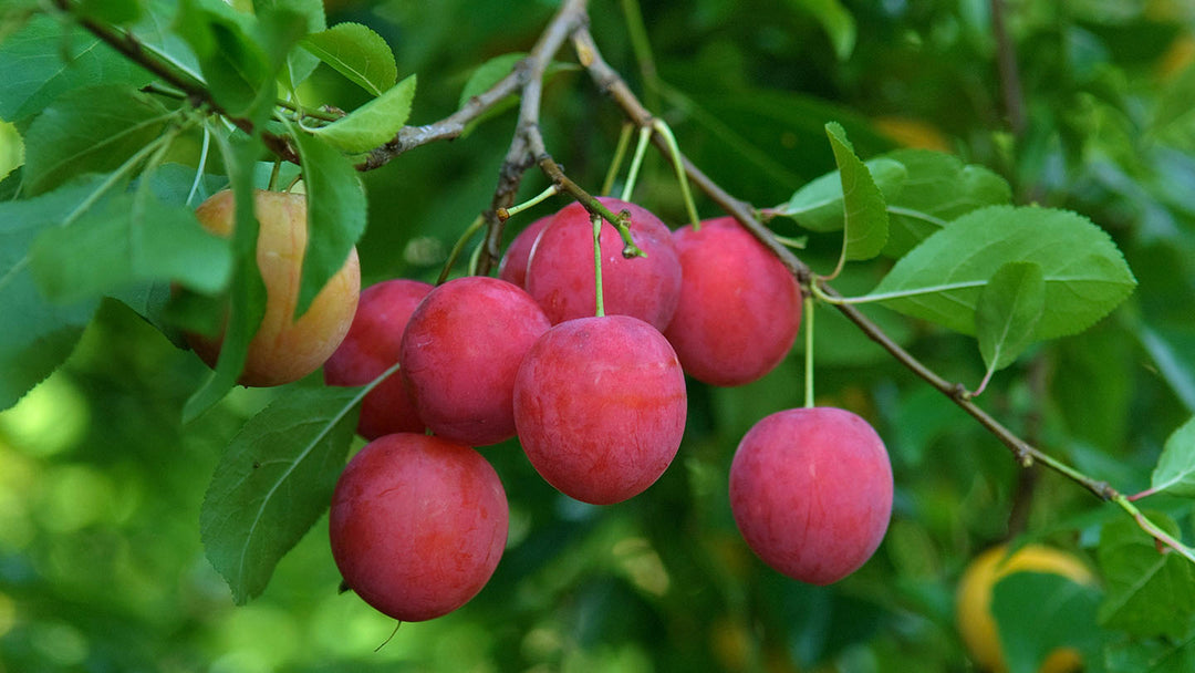 Cherry Plum Fruit Seeds – Heirloom, Non-GMO Seeds for Juicy Home Garden Tree Planting