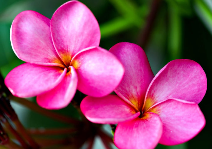 Pink Frangipani Flower Seeds for Planting – Heirloom Non-GMO, High Germination Organic Garden Seeds