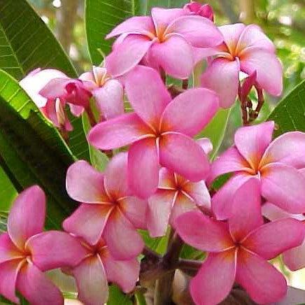 Pink Frangipani Flower Seeds for Planting – Heirloom Non-GMO, High Germination Organic Garden Seeds