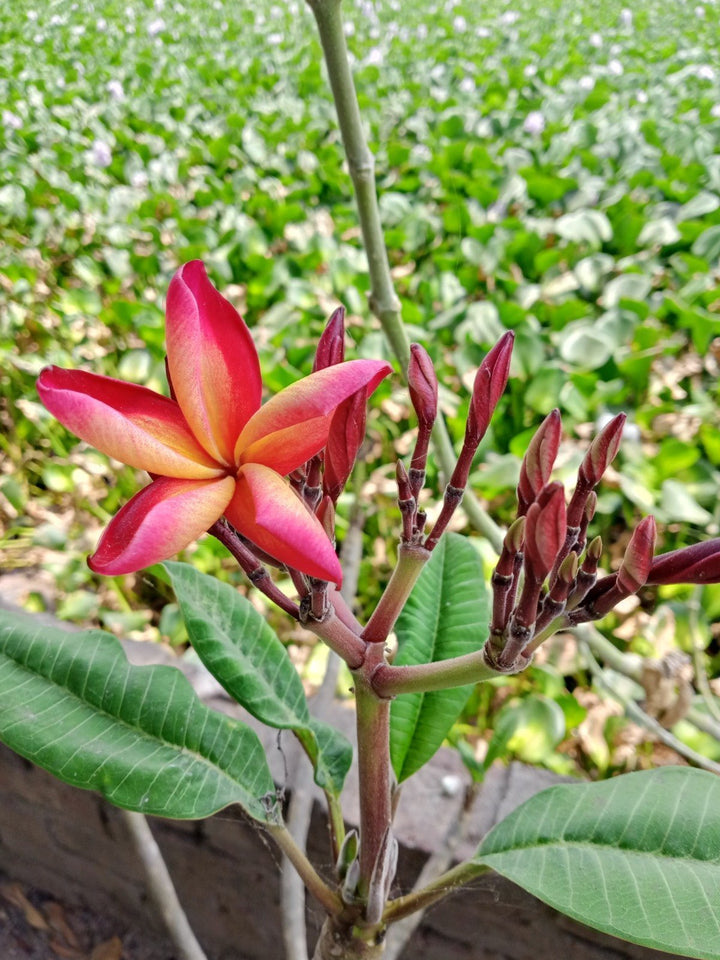 Rubra Flower Seeds for Planting – Premium Quality Heirloom Non-GMO, High Germination Organic Garden Seeds