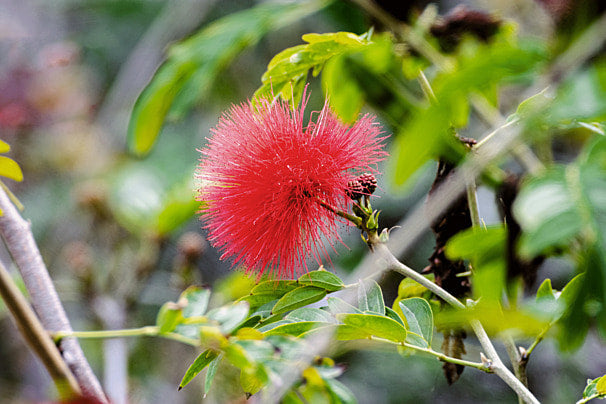 Red Acacia Flower Seeds for Planting - Heirloom, Non-GMO, High Germination Organic Garden Seeds