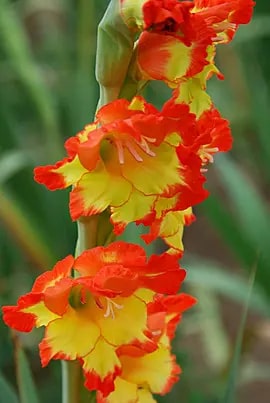Yellow Red Gladiolus Flower Seeds for Planting – Heirloom Non-GMO High Germination Organic Garden Seeds