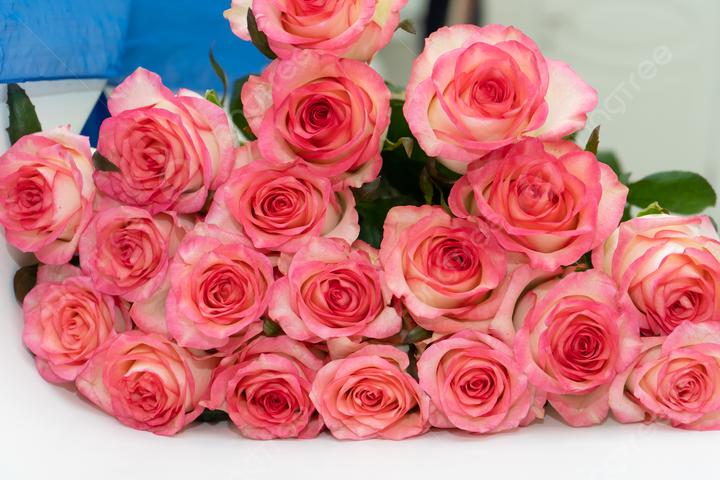 Light Red Holland Rose Flower Seeds for Planting - Heirloom, Non-GMO, High Germination Garden Seeds