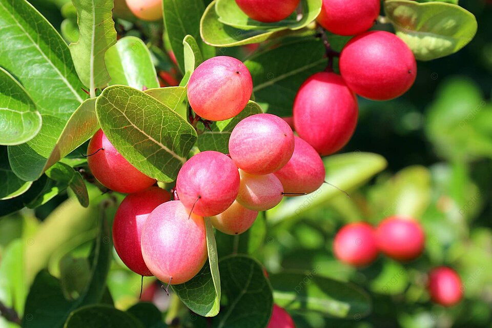 Carissa Carandas Lime Berry fruit seeds for planting – Heirloom & Non-GMO Garden seeds