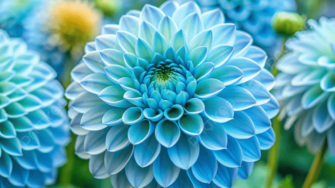 Sky Blue Dahlia Flower Seeds for Planting – Long Bloom Season, Heirloom & Non-GMO Seeds for Home Garden