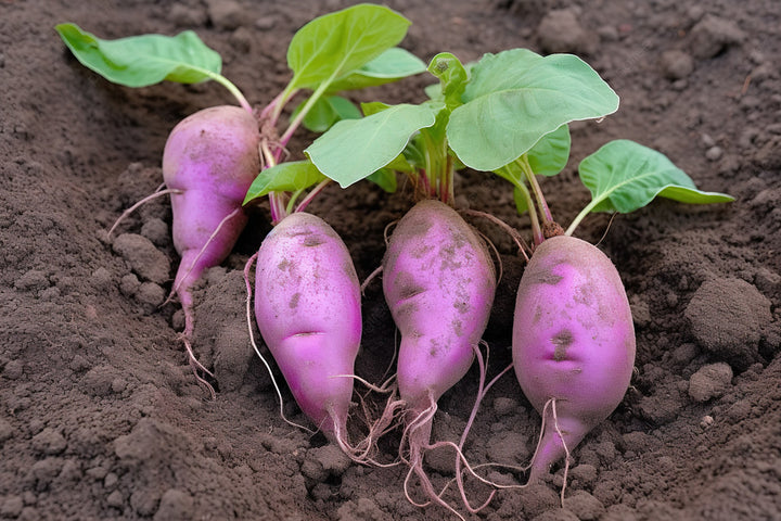 Molokai Purple Sweet Potato Vegetable Seeds for Planting – Heirloom non-GMO seeds, nutrient-rich root crop – 100 pcs
