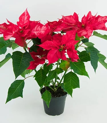 Red Green Poinsettia Flower Seeds for Planting | Heirloom Non-GMO High Germination Organic Garden Seeds