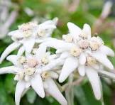 White Edelweiss Ground Flower Seeds for Planting – Heirloom, Non-GMO, High Germination Organic Garden Seeds (100pcs)